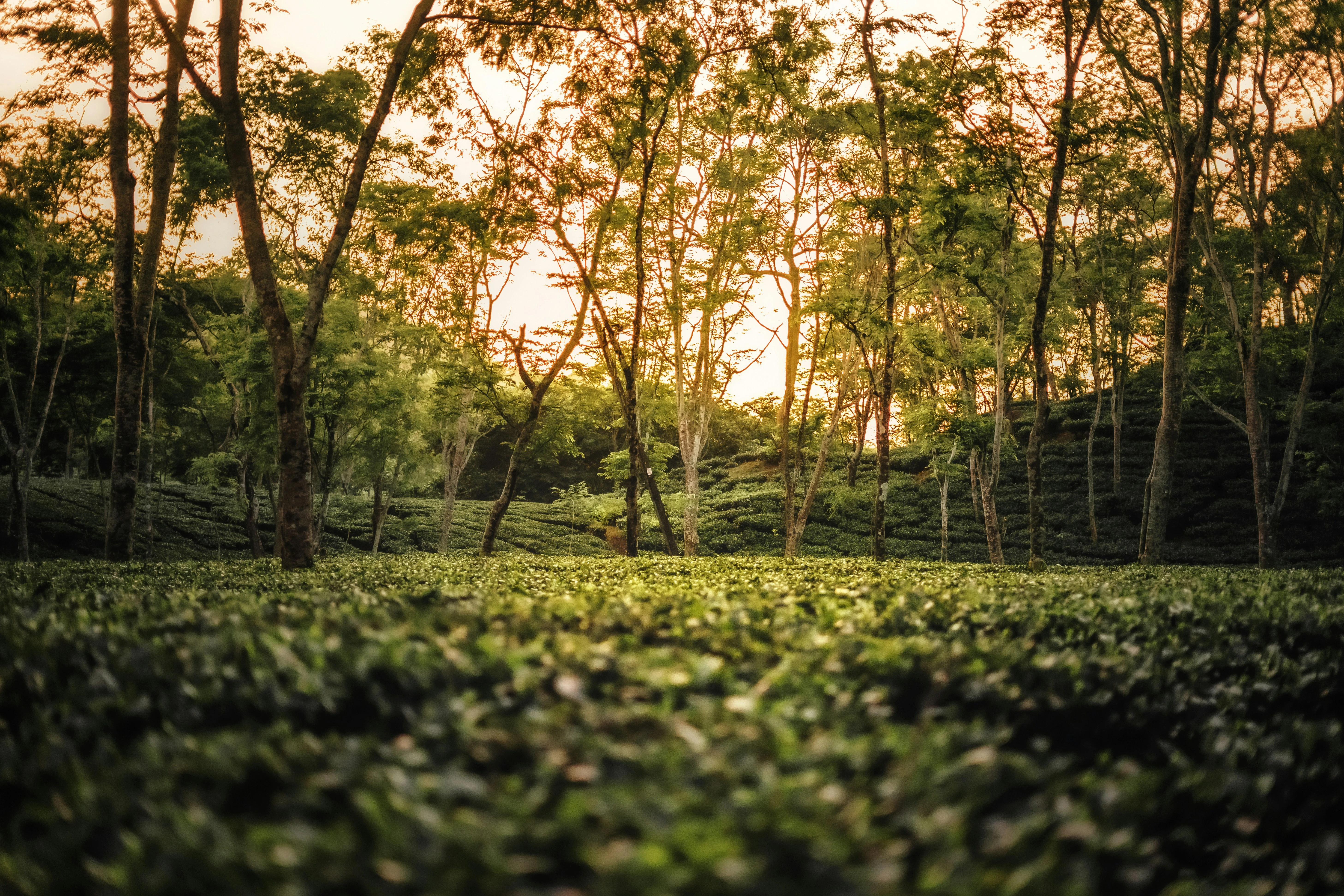 Assam Tea Gardens